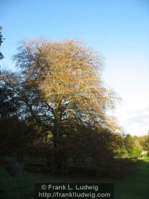 Yeats Country  Coole Park